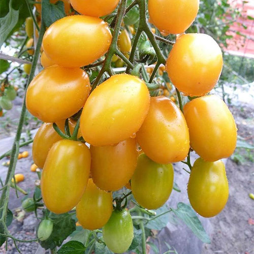 Yellow Oval Cherry Grape Tomato Seeds