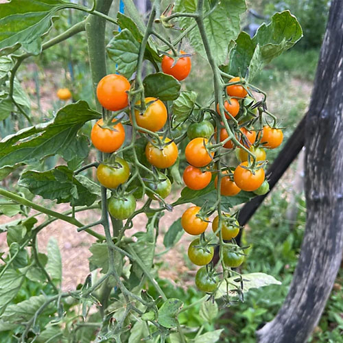 Golden Sun Gold Cherry Tomato Seeds