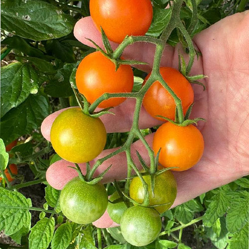 Golden Sun Gold Cherry Tomato Seeds