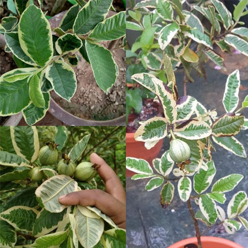 Variegated Guava Layered Live Plant