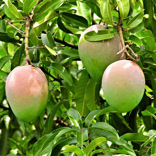 Suvarnarekha Mango Grafted Live Plant