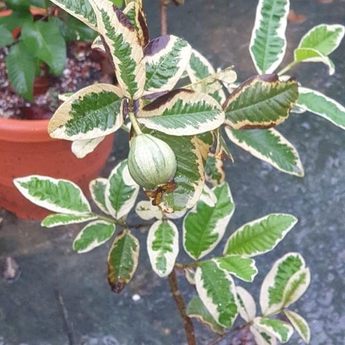 Variegated Guava Layered Live Plant