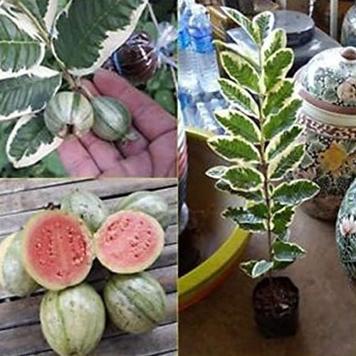 Variegated Guava Layered Live Plant