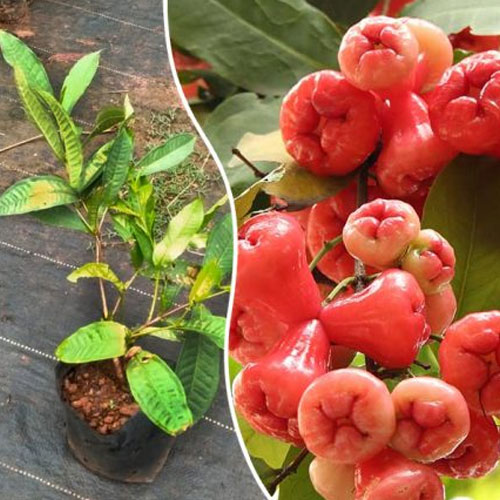 Rose Water Apple Chamba Java Live Plant