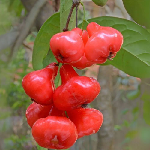 Rose Water Apple Chamba Java Live Plant