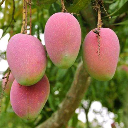 Suvarnarekha Mango Grafted Live Plant