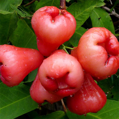 Red Water Apple Chamba Java Live Plant