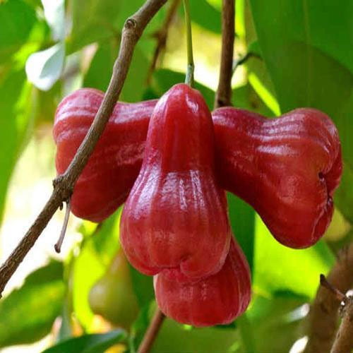 Thailand Red Water Apple Chamba Live Plant