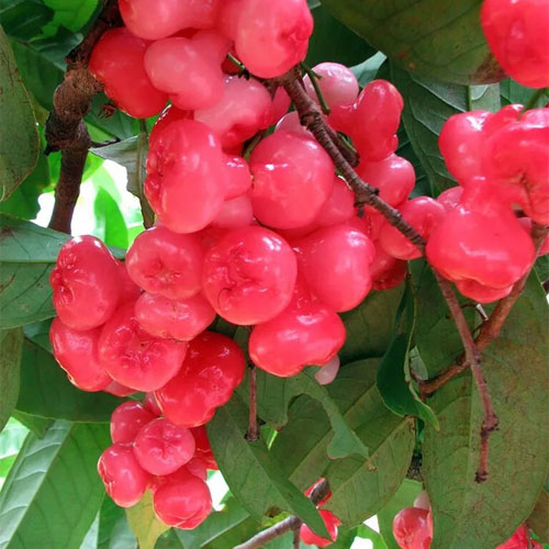 Rose Water Apple Chamba Java Live Plant