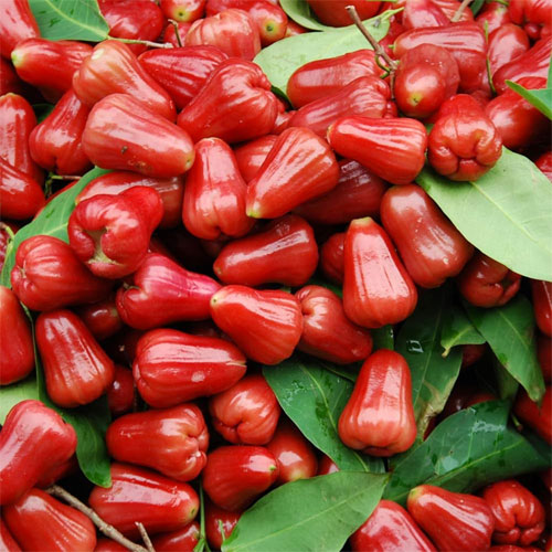 Thailand Red Water Apple Chamba Live Plant