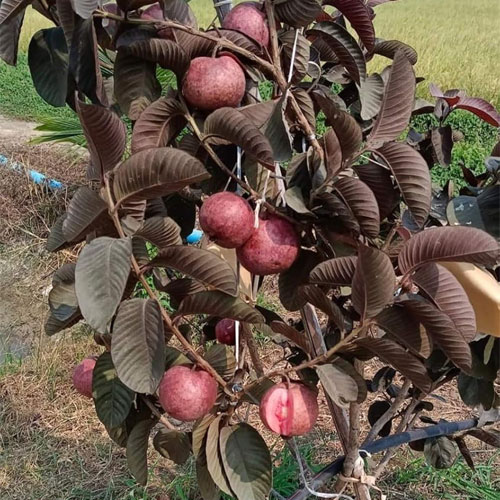 Black Guava Layered Live Plant