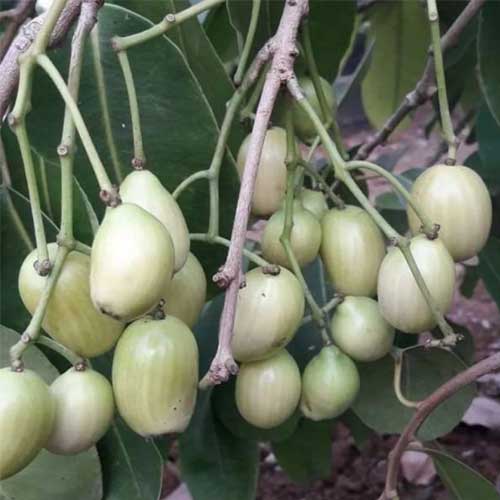Thailand White Jamun Grafted Live Plant