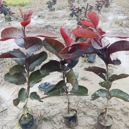 Black Guava Layered Live Plant