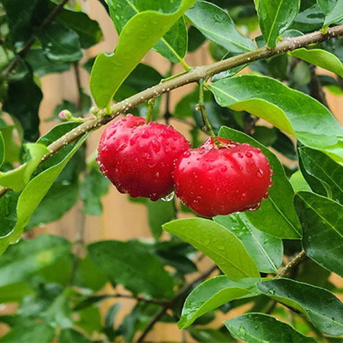 West Indian Cherry Layered Live Plant