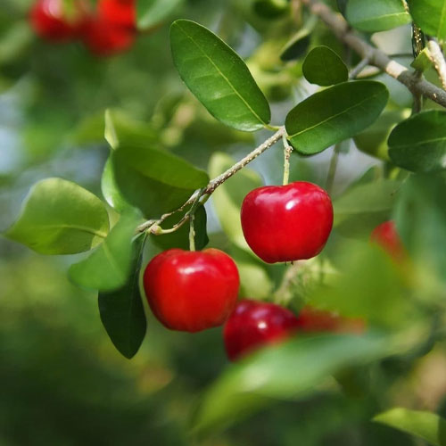 West Indian Cherry Layered Live Plant