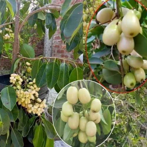 Thailand White Jamun Grafted Live Plant