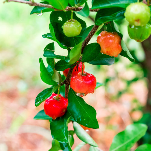 West Indian Cherry Layered Live Plant