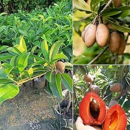 Thailand Chiku Sapota All Season Grafted Fruit Plant