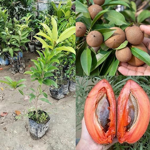 Thailand Chiku Sapota All Season Grafted Fruit Plant