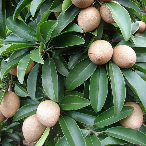 Thailand Chiku Sapota All Season Grafted Fruit Plant