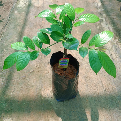 Nutmeg Jaathi Budded Live Plant