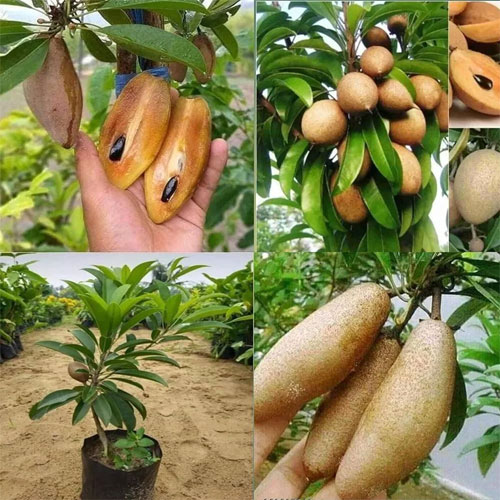 Thai Banana Long Sapota Chikoo Grafted Live Plant