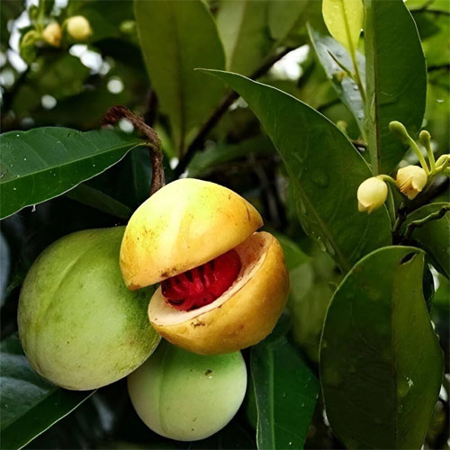 Nutmeg Jaathi Budded Live Plant