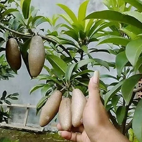 Thai Banana Long Sapota Chikoo Grafted Live Plant
