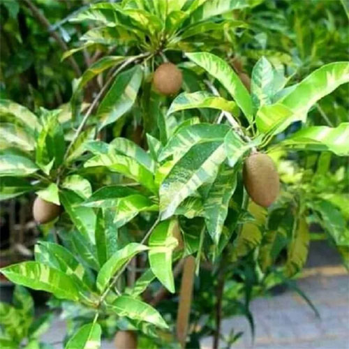 Thai Variegated Chikoo Sapota Grafted Live Plant