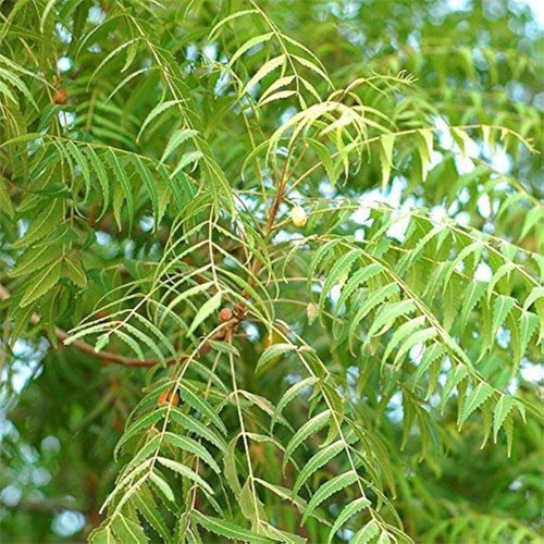 Neem Live Plant