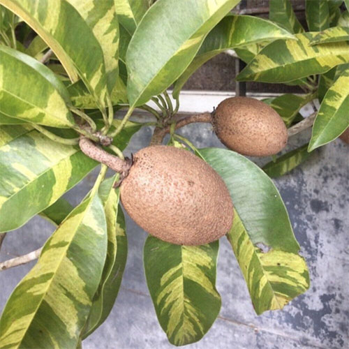 Thai Variegated Chikoo Sapota Grafted Live Plant