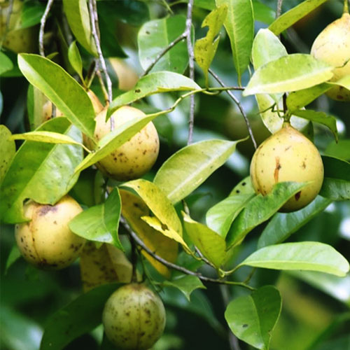 Nutmeg Jaathi Budded Live Plant
