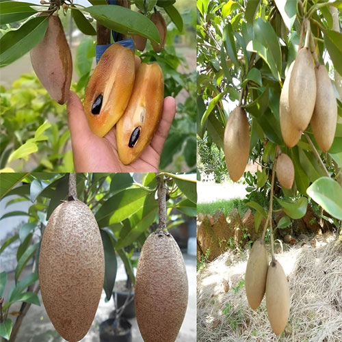 Thai Banana Long Sapota Chikoo Grafted Live Plant