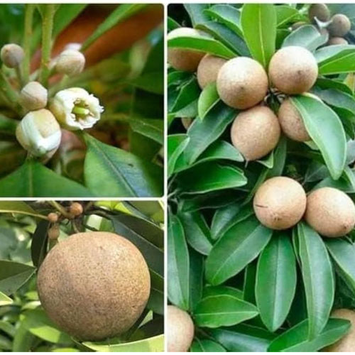 Kalapati Chiku Sapota Grafted Fruit Live Plant