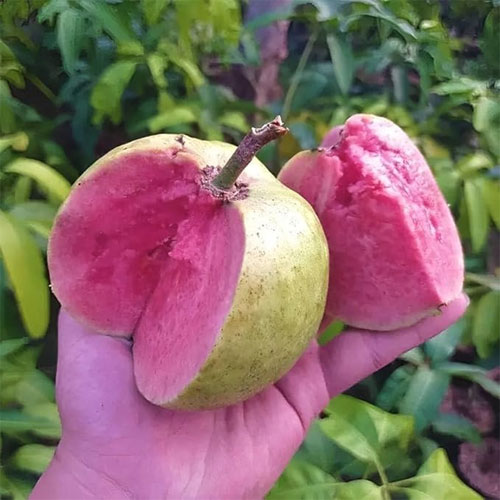 Japanese Red Diamond Guava Grafted Live Plant