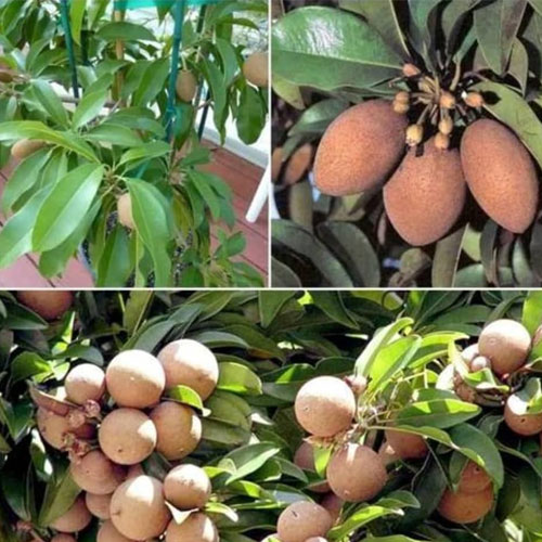 Kalapati Chiku Sapota Grafted Fruit Live Plant