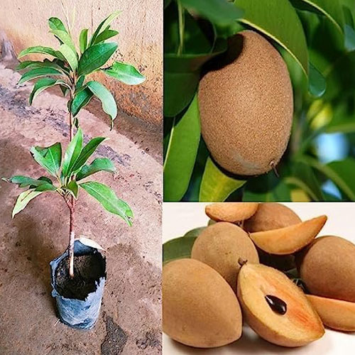 Kalapati Chiku Sapota Grafted Fruit Live Plant