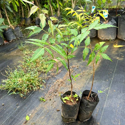 Neem Live Plant