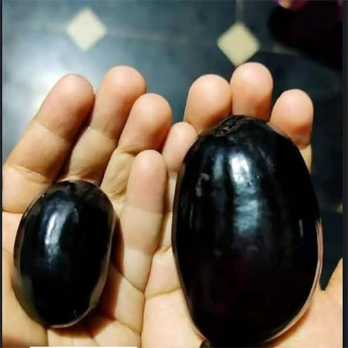 Thai King K10 Black Jamun Seedless Grafted Live Plant