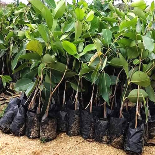 Thai Black Jamun Grafted Live Plant