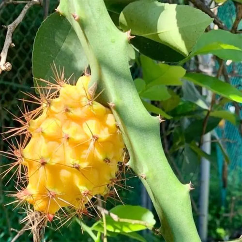 Yellow Dragon Fruit Live Plant