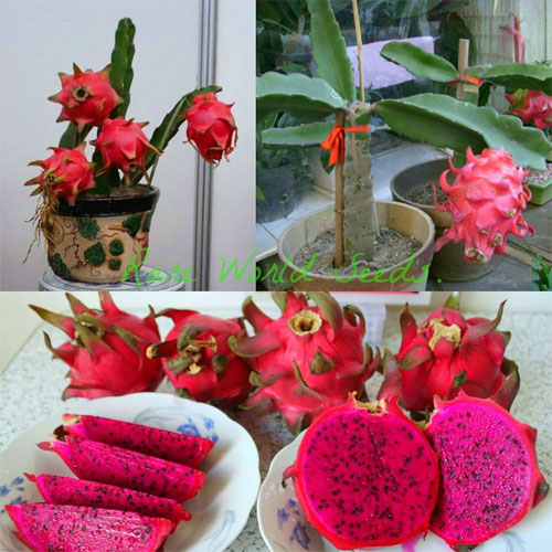 Red Dragon Fruit Live Plant