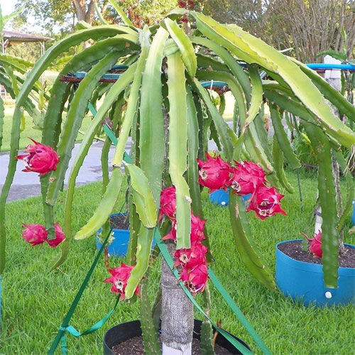 Red Dragon Fruit Live Plant