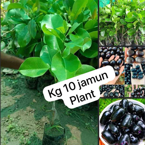 Thai King K10 Black Jamun Seedless Grafted Live Plant