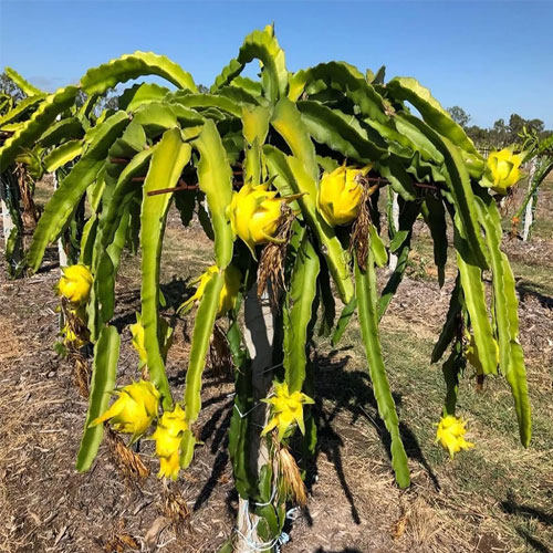 Yellow Dragon Fruit Live Plant