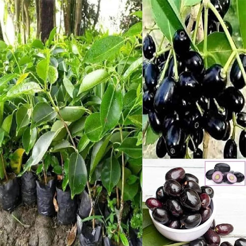 Thai Black Jamun Grafted Live Plant
