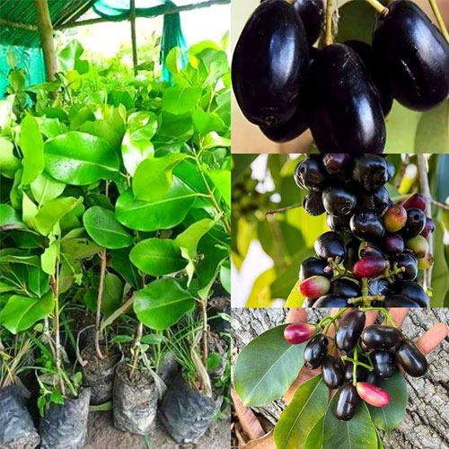 Thai King K10 Black Jamun Seedless Grafted Live Plant