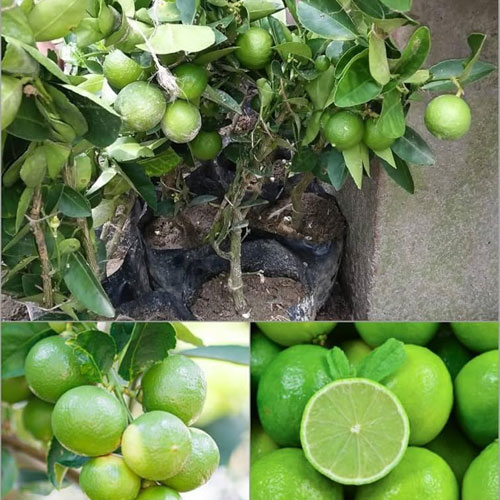 Pati Lemon Hybrid Air Layering Live Plant