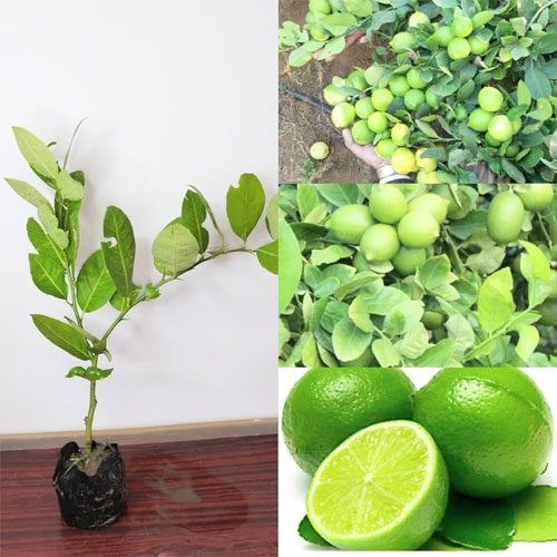 Pati Lemon Hybrid Air Layering Live Plant