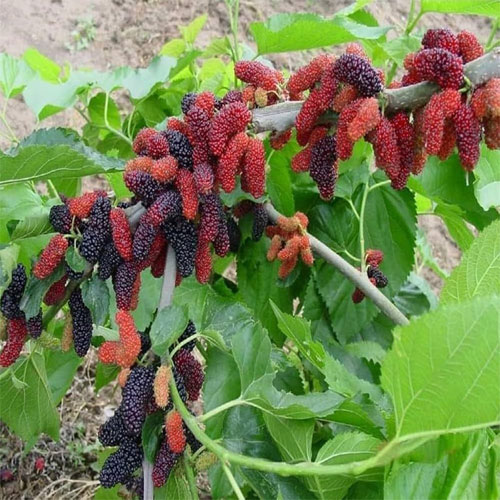 Mulberry Shahtoot Live Fruit Plant